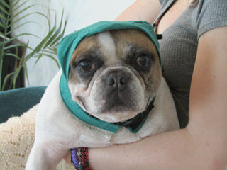 The Misadventures of Pete the Dog: Diapers, Drama, and One Wandering Eye