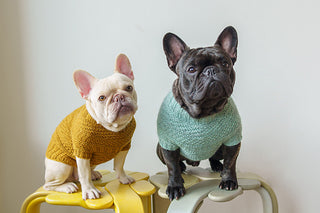 Dustland Dog Sweater Knitting Class